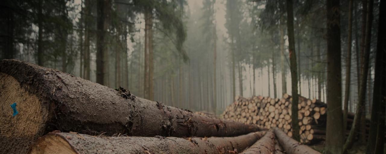 bois coupé dans une forêt